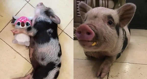 Roma: la cerdita mascota que fue dada en adopción y se la comieron sus nuevos dueños