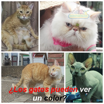 ¿Los gatos pueden ver un color?