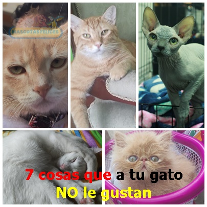 7 cosas que a tu gato no le gustan