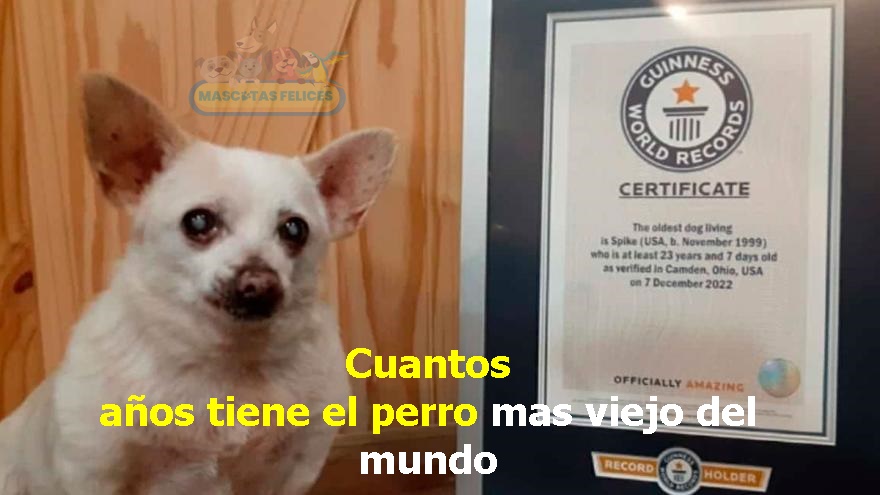 ¿Cuántos años tiene el perro más viejo del mundo?