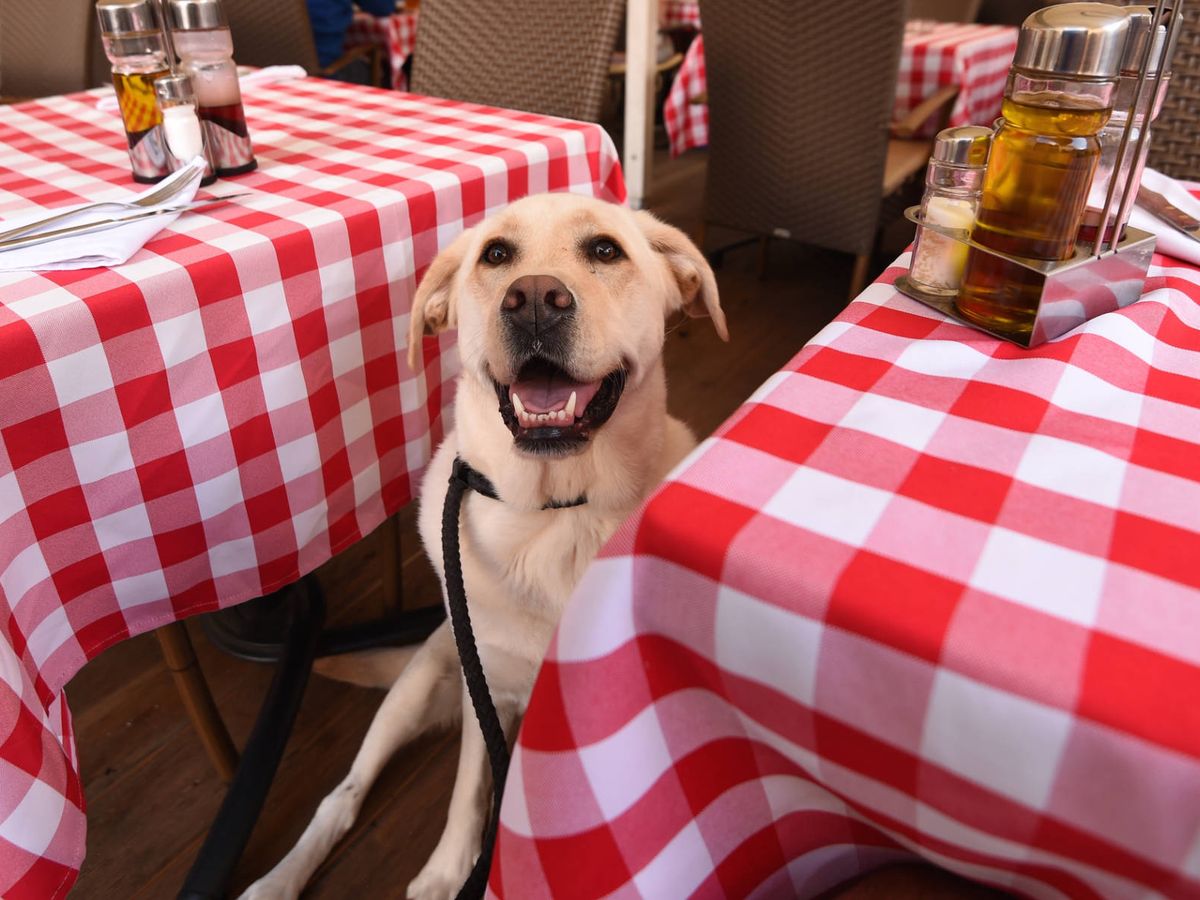 ¿Qué debe tener un verdadero espacio “pet friendly”?