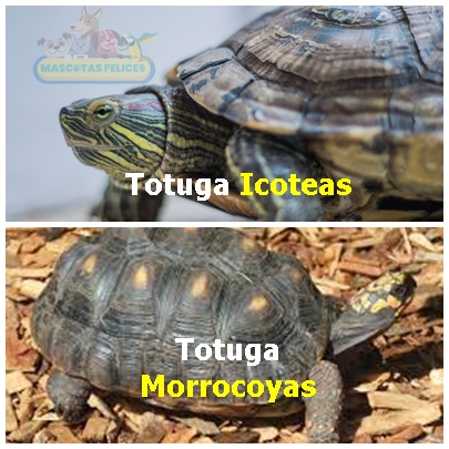 Tortuga como mascota: ¿Cuáles son las ventajas y las desventajas?