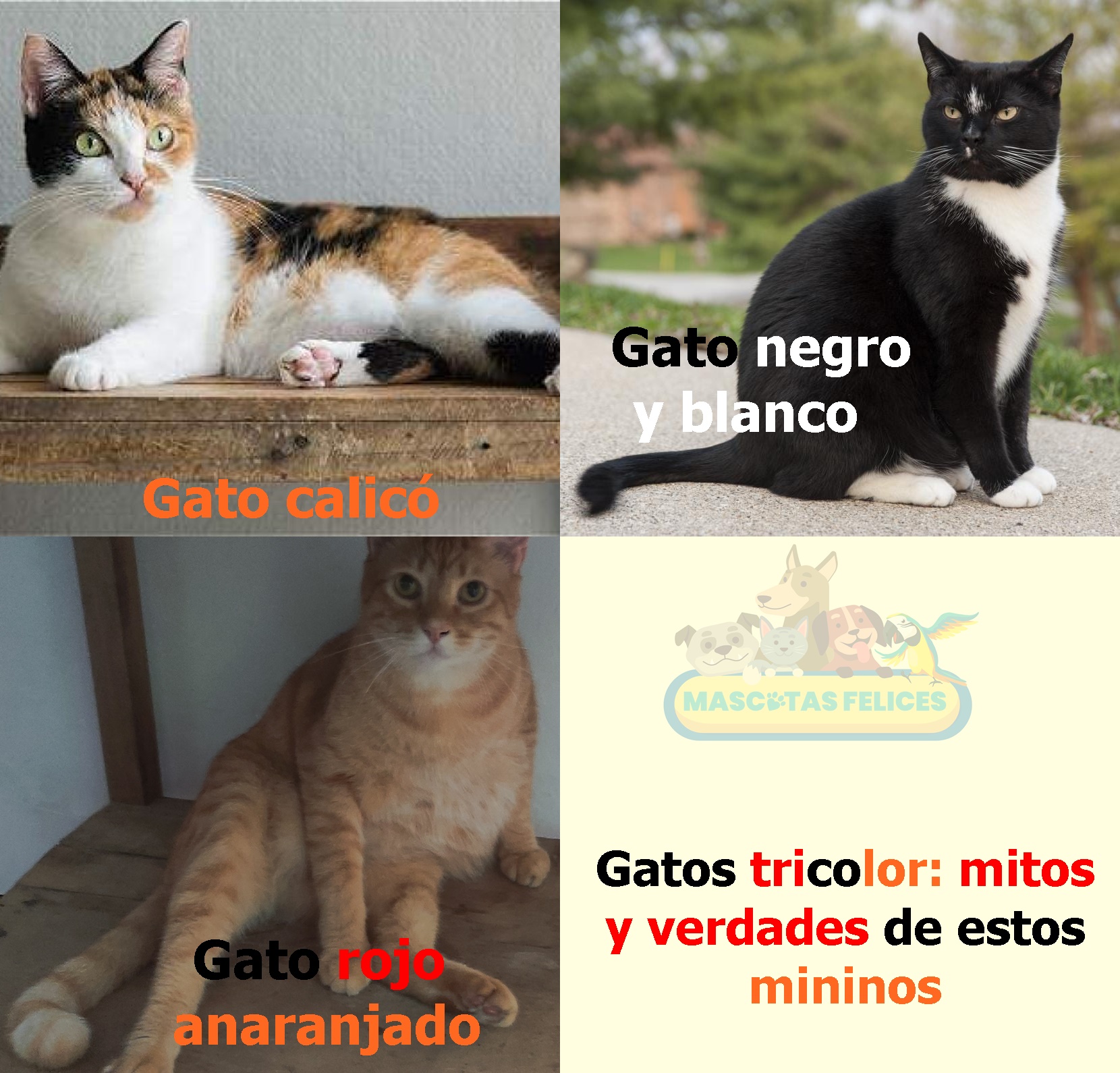 Gatos tricolor: mitos y verdades de estos mininos