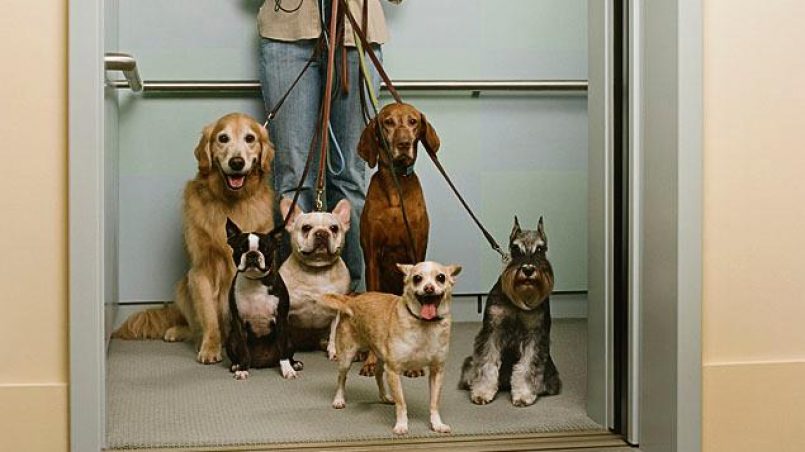 El ABC de la sana convivencia con mascotas en los edificios