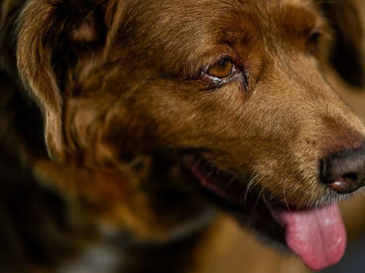 Bobi, perro de 30 años: nuevo Guinnes World Records
