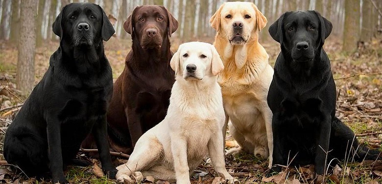 Aprende más sobre el labrador, uno de los canes más populares