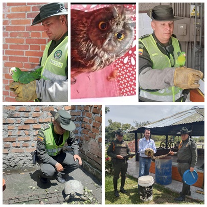 10 especies silvestres fueron rescatadas en Ibagué