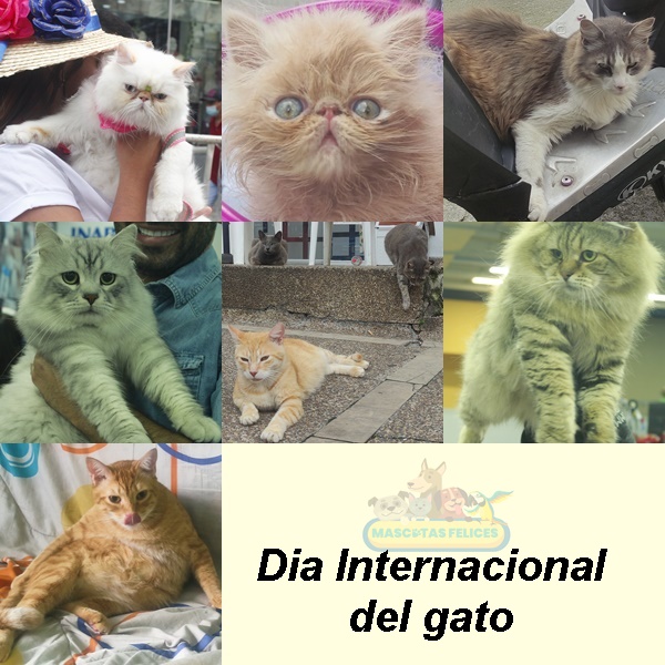 Día Internacional del Gato