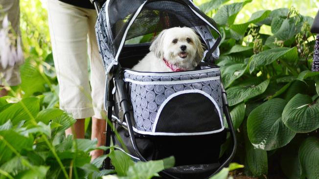 ¿Está mal tratar a los perros como un hijo?, esto dicen los expertos