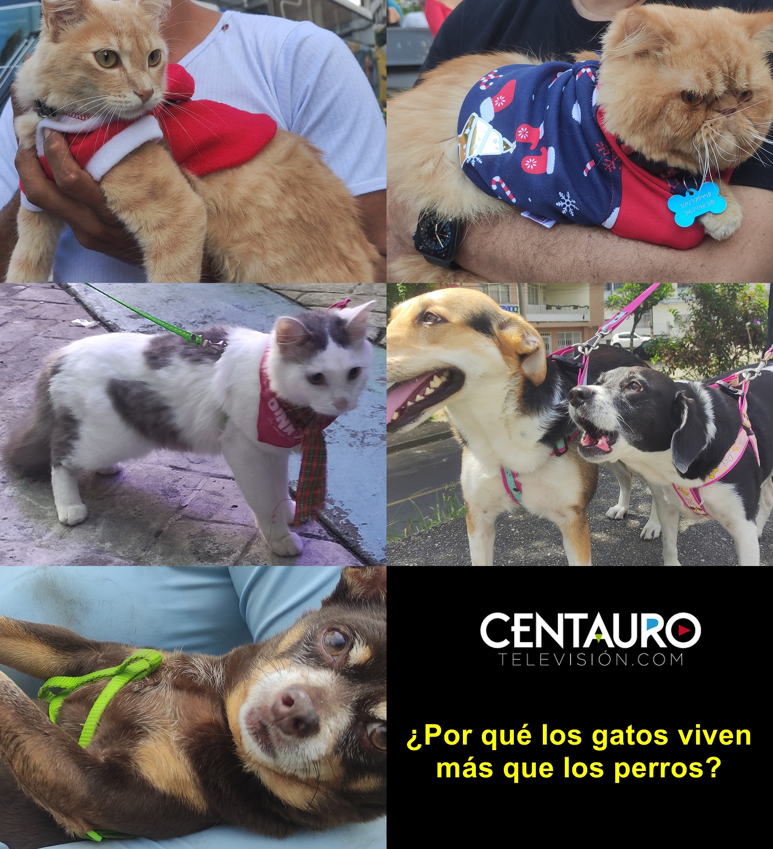 ¿Por qué los gatos viven más que los perros?