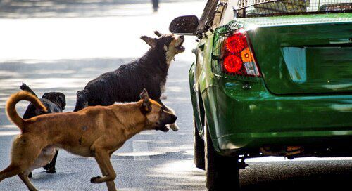 <strong>¿Sabías que los perros no ladran a los vehículos por diversión? Conoce la verdadera razón</strong>