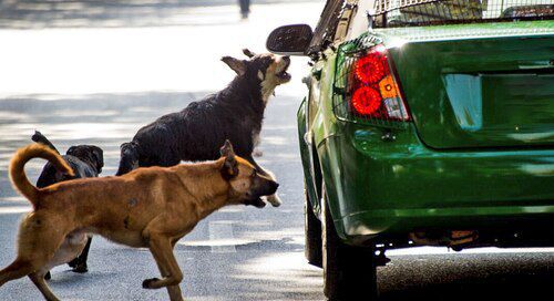 ¿Sabías que los perros no ladran a los vehículos por diversión? Conoce la verdadera razón