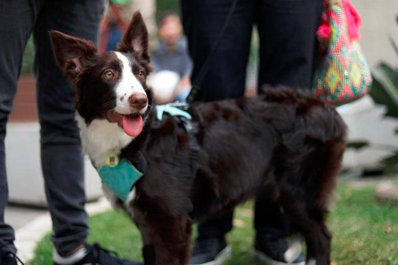 Acaban de practicar la primera valvuloplastia pulmonar en un perro, ¿de qué se trata?