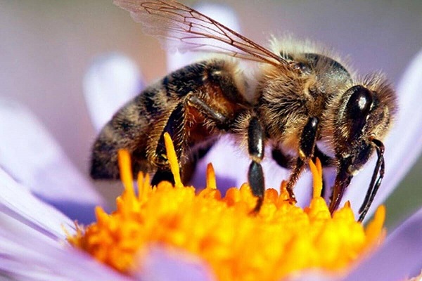 Sabías que las abejas son las principales polinizadoras, si se extinguieran, tal vez nosotros nos iríamos con ellas