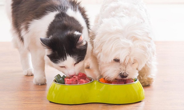 Cómo cambiar la alimentación de las mascotas sin causarle daños