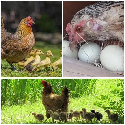 La gallina es la mejor madre de las aves