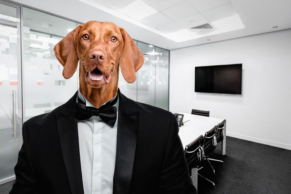 En el día del trabajo también los animales ocupan un espacio   