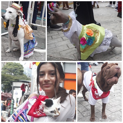 Segundo Desfile SanPedrino de Mascotas  en el marco del Festival Folclórico Colombiano.