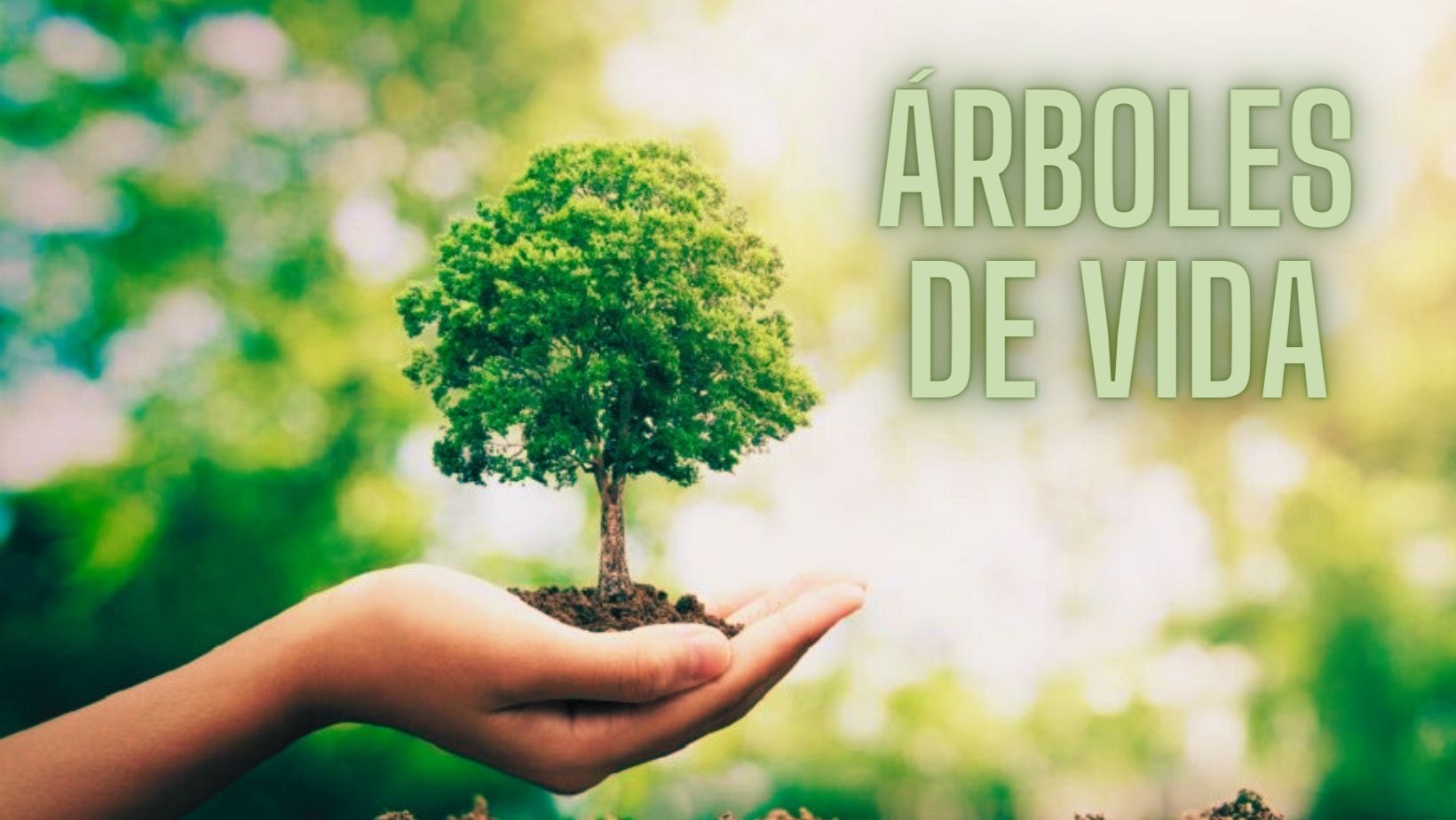 ÁRBOLES DE VIDA