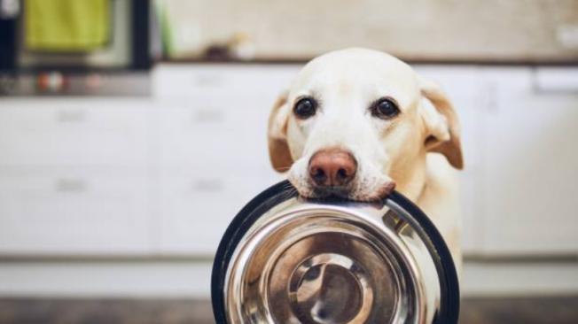 ¿Es malo darles comida casera a los perros?