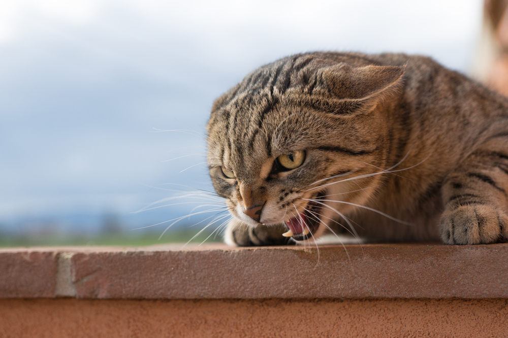 Qué hace un gato cuando alguien no le cae bien. Conozca las señales