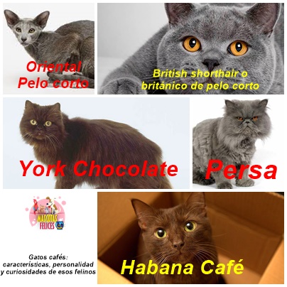 Gatos cafés: características, personalidad y curiosidades de esos felinos