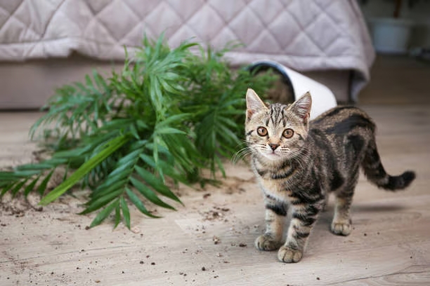 ¿Por qué los gatos derriban cosas siempre que pueden?