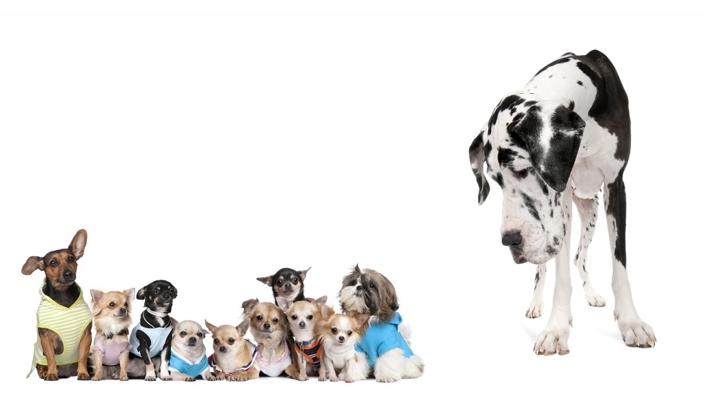¿Sabía usted que los perros de gran tamaño viven menos que los pequeños? Esta es la razón