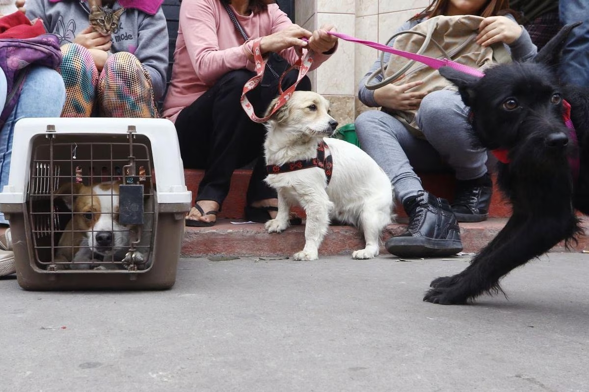 ¿Cómo actuar con sus mascotas en caso de temblor?