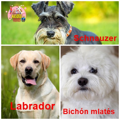 Estas son las tres razas de perro que mejor compañía le hacen a los abuelitos