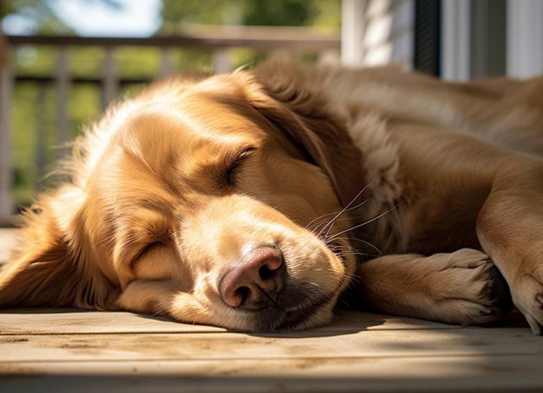 ¿Por qué los perros presentan temblores durante su período de sueño?