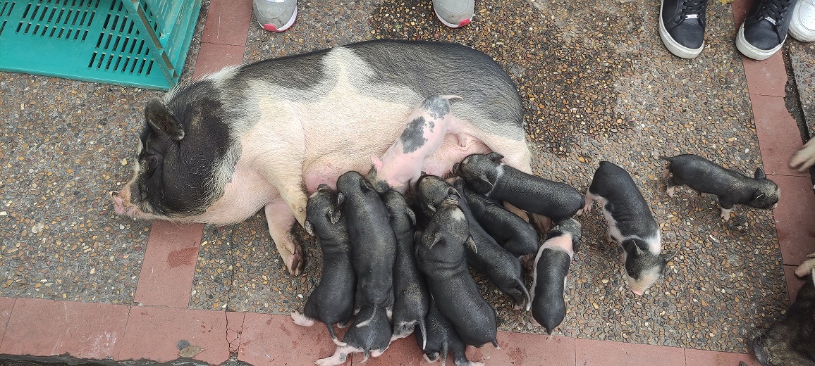 Explorando las Ventajas y Desventajas de Tener un Mini Cerdo como Mascota