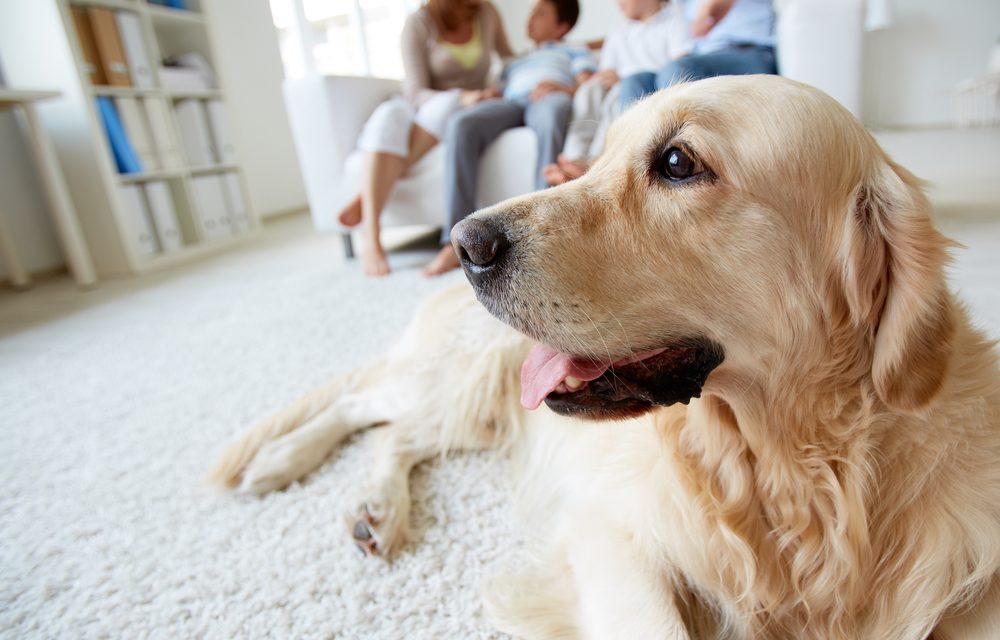 ¿Es legal que le prohíban a un arrendatario tener mascotas?