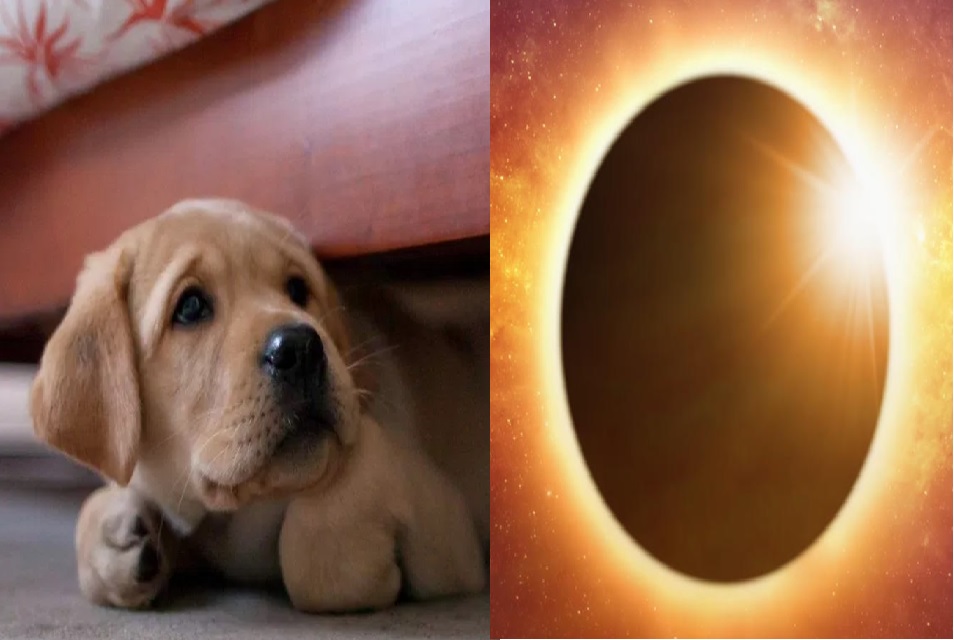 ¿Cómo proteger a mi gato o perro del eclipse solar?