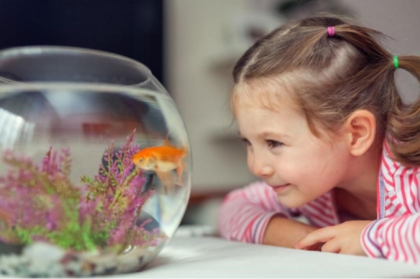 10 ventajas de Elegir Peces como Mascotas Domésticas