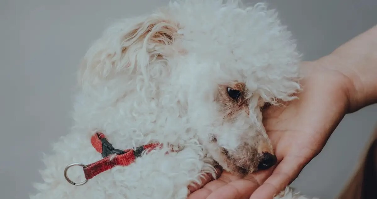 Histórico: Primer perro en ser reconocido como miembro de una familia