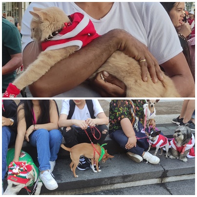 Proyecto obligaría a tomar un curso antes de tener mascotas en Colombia, ¿Qué se enseñará?