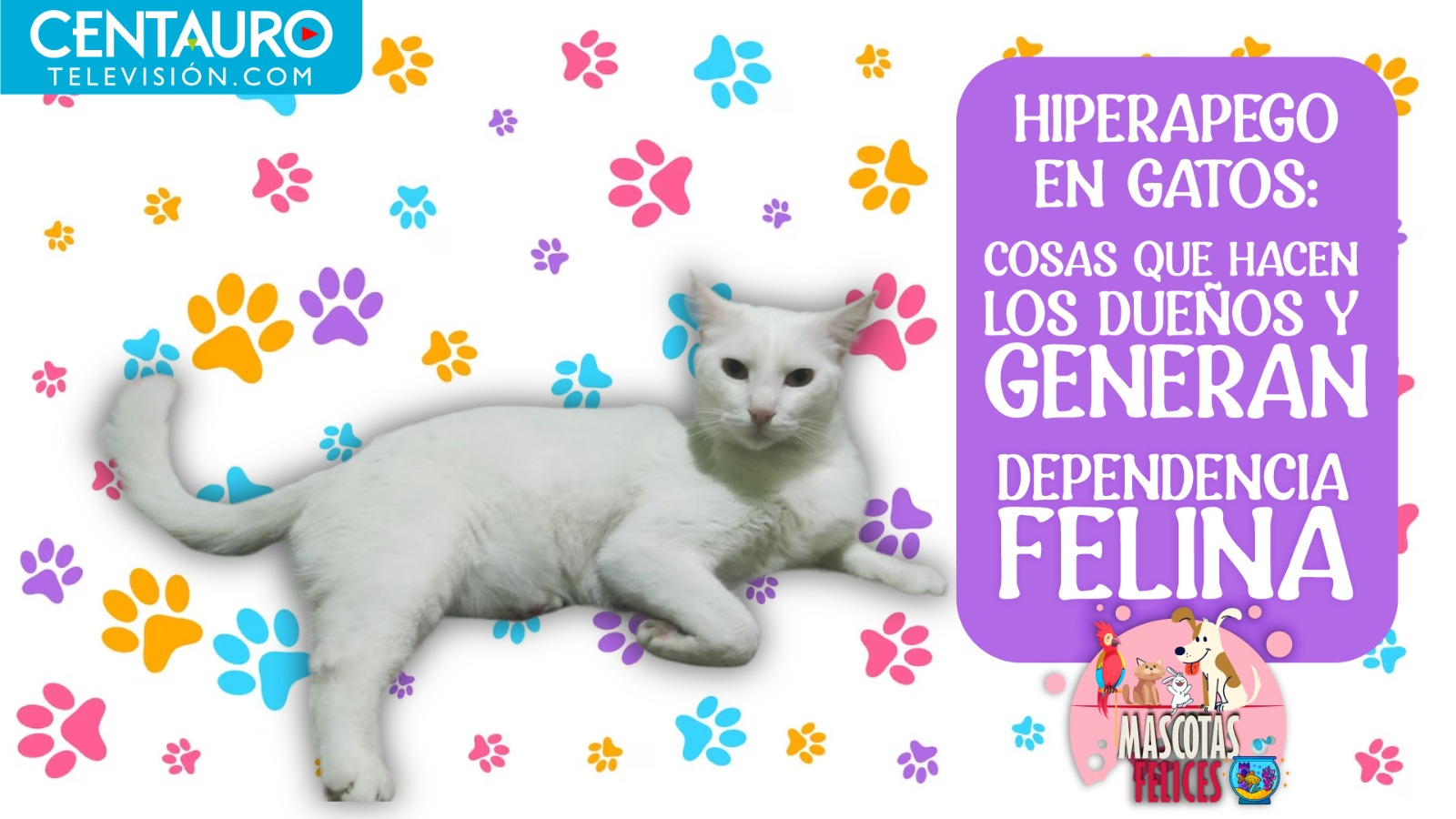 Hiperapego en gatos: cosas que hacen los dueños y generan dependencia felina