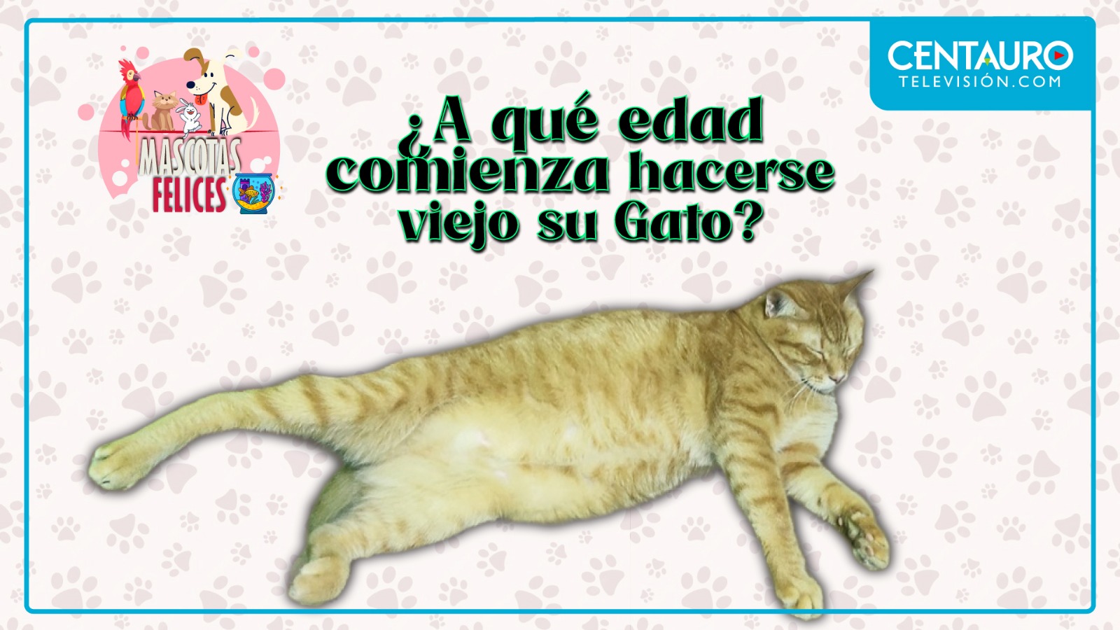 ¿A qué edad comienza a hacerse viejo su Gato? Recomendaciones y cuidados