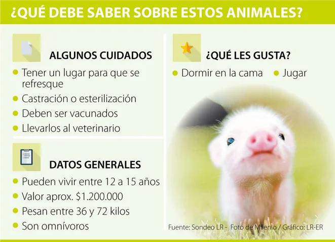 Entérese de  los cuidados que debe tener con un mini pig a la hora de llevarlo a casa