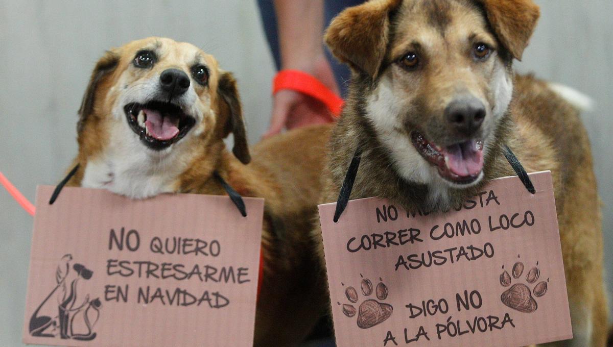 Como calmar a las mascotas si sufren de ansiedad por la pólvora