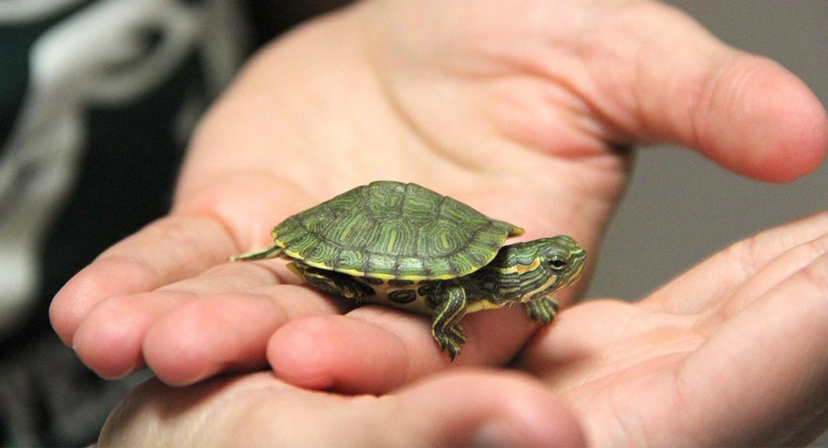 Tortuga como mascota: ¿Cuáles son las ventajas y las desventajas?