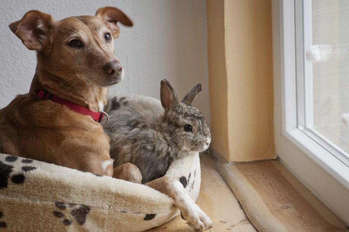 ¿Pueden tus conejos convivir con otras mascotas?