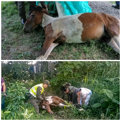 Rescate Exitoso de Equino en Estado Crítico en Ecoparaíso 