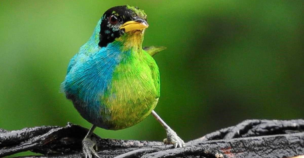 Un ave única, mitad macho mitad hembra, fue avistada en Colombia