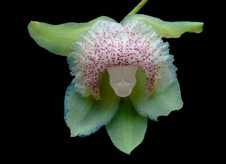 Una nueva especie de orquídea descubierta en el Tolima