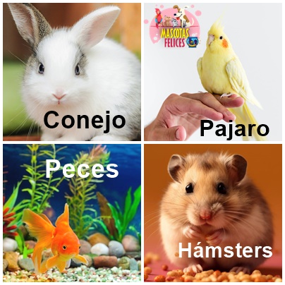 Otras Mascotas para tener en casa