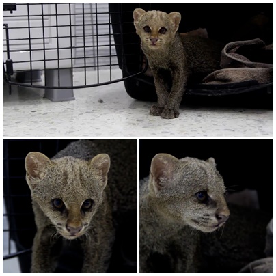 Rescatado Jaguarundi en el municipio de El Espinal