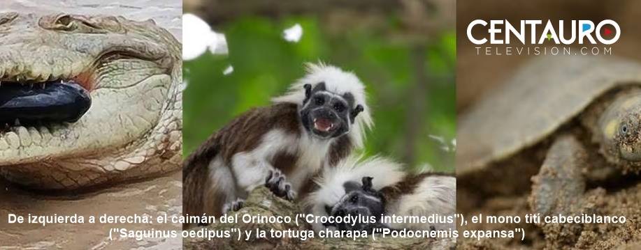 La nueva lista que muestra las especies que están en riesgo de extinción en Colombia