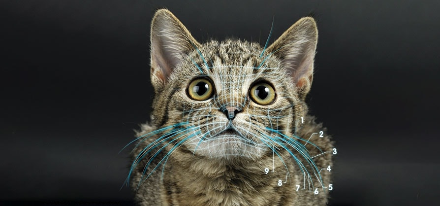 Para esto sirven los bigotes de los gatos; nunca debe cortárselos